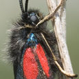 Zygaena loti